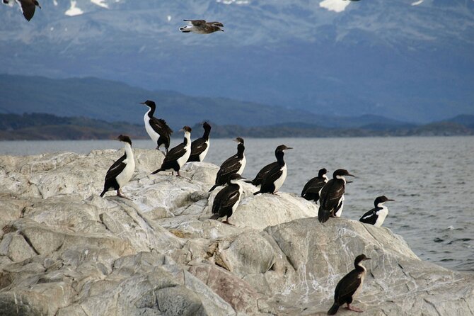 Penguin walk in Ushuaia + navigation option - Timing, Confirmation, and Cancellation