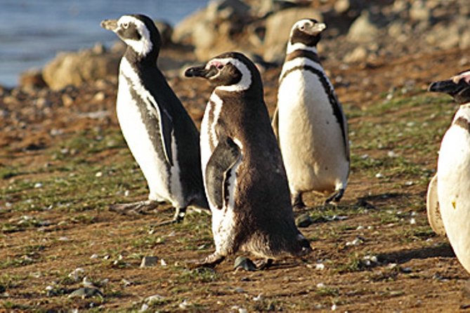 Penguin walk in Ushuaia + navigation option - Martillo Island and the Penguin Colony