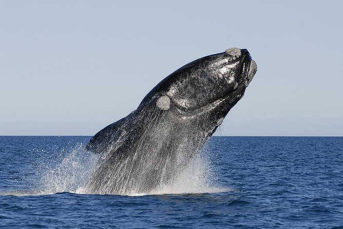 Peninsula Valdes Tour with Optional Whale Watching - Why Peninsula Valdes is worth the long day