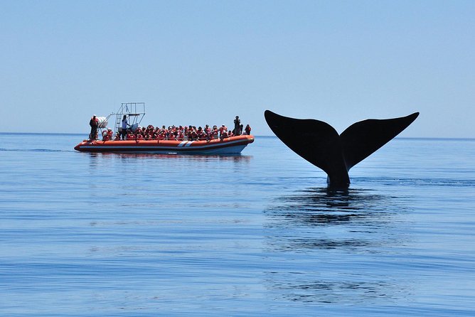 Peninsula Valdes Tour with Optional Whale Watching - Peninsula Valdes by road: the wildlife starts between stops