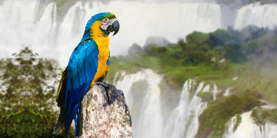 Puerto Iguazu: Iguaza Falls Brazilian Side & Bird Park Tour - Why the Brazilian side is worth your time
