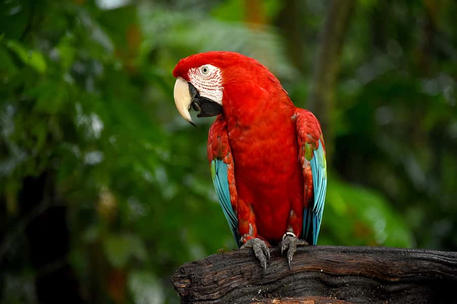 Puerto Iguazu: Iguaza Falls Brazilian Side & Bird Park Tour - Real cost and value at $46