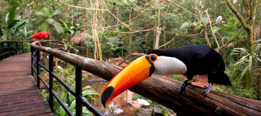 Puerto Iguazu: Iguaza Falls Brazilian Side & Bird Park Tour - Food, timing, and what to carry