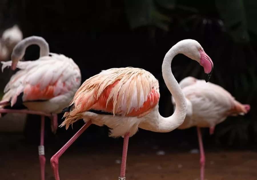 Puerto Iguazu: Iguaza Falls Brazilian Side & Bird Park Tour - Starting in Puerto Iguazu and crossing into Brazil