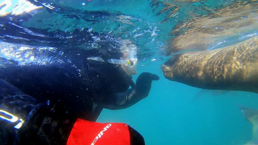 Puerto Madryn: Snorkeling Trip with Sea Lions - From Madryn Buceo to the water