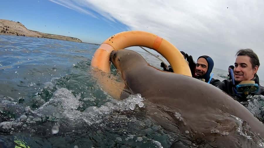 Puerto Madryn: Snorkeling Trip with Sea Lions - How the guides shape the experience