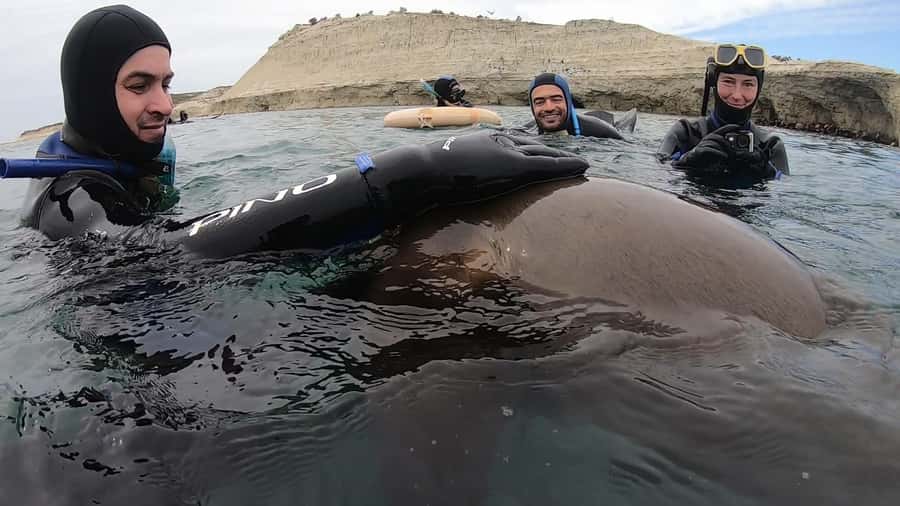 Puerto Madryn: Snorkeling Trip with Sea Lions - Weather, water and comfort