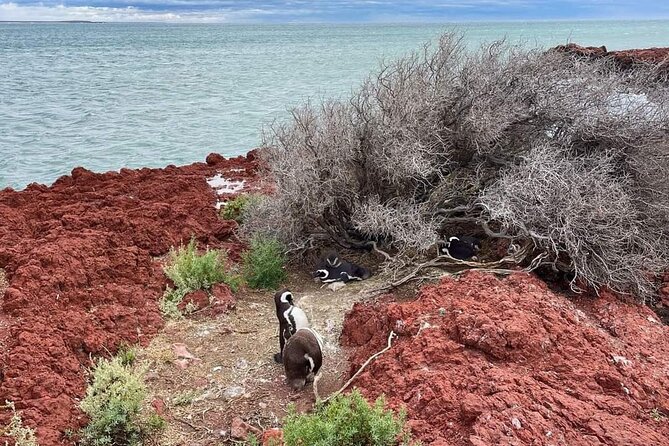 Shore Excursion Punta Tombo cruise passengers Puerto Madryn - Who should choose this penguin excursion