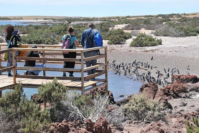 Shore Excursion Punta Tombo cruise passengers Puerto Madryn - Walking among Magellanic penguins