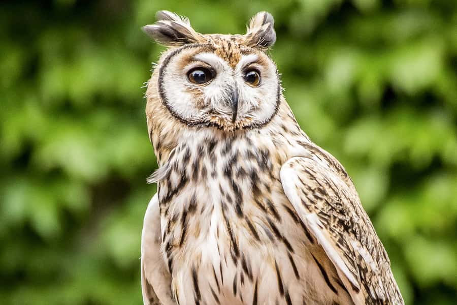 Temaiken Biopark Entry Tickets - A full day among Argentine and world wildlife