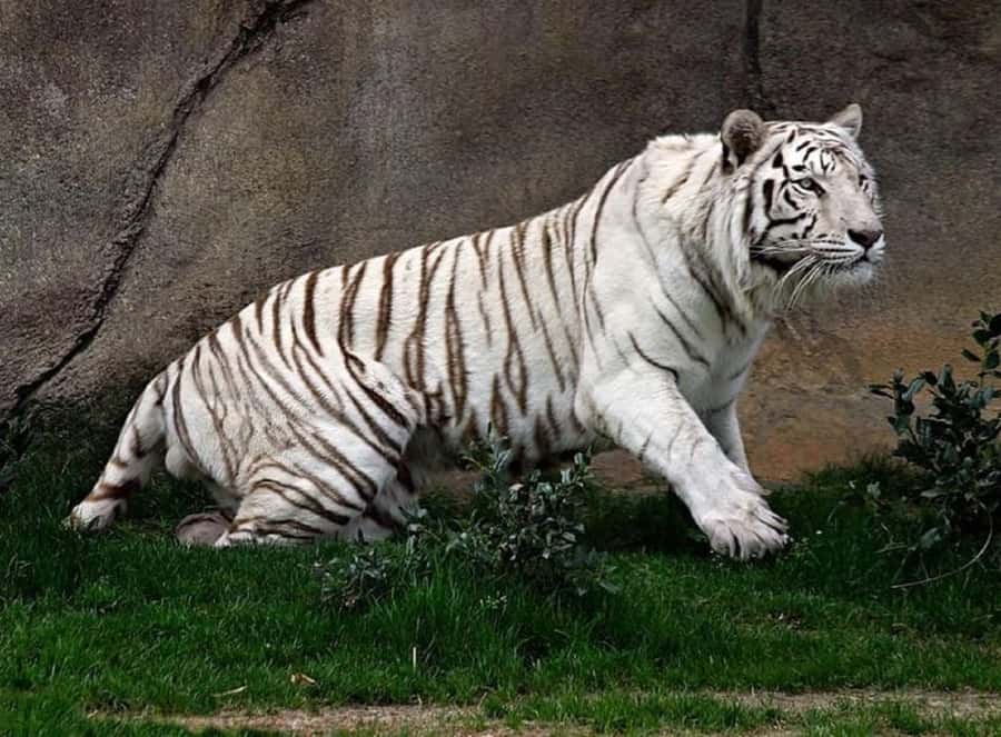 Temaiken Biopark Entry Tickets - Patagonia from the Andes to the Atlantic