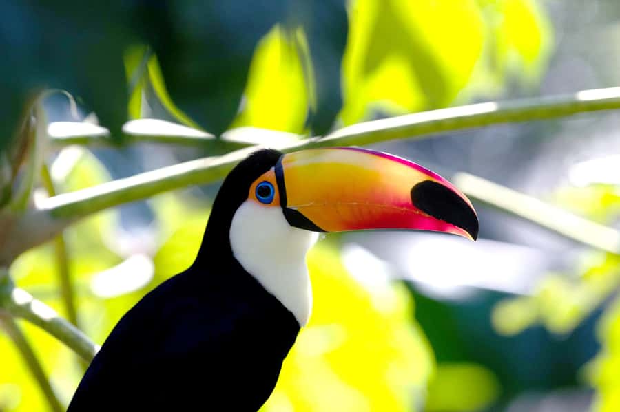 Temaiken Biopark Entry Tickets - Tigers, bats, and flying foxes in the Asian Zone