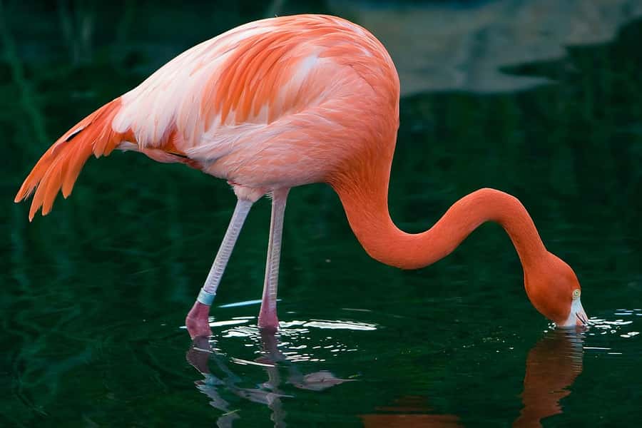 Temaiken Biopark Entry Tickets - Start with Buenos Aires province in the Native Zone