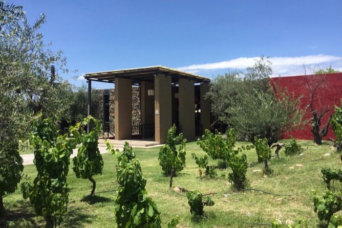 Trapiche and Lunch The Enemy (Michelin) + Private transportation - Who should book this Mendoza wine tour?