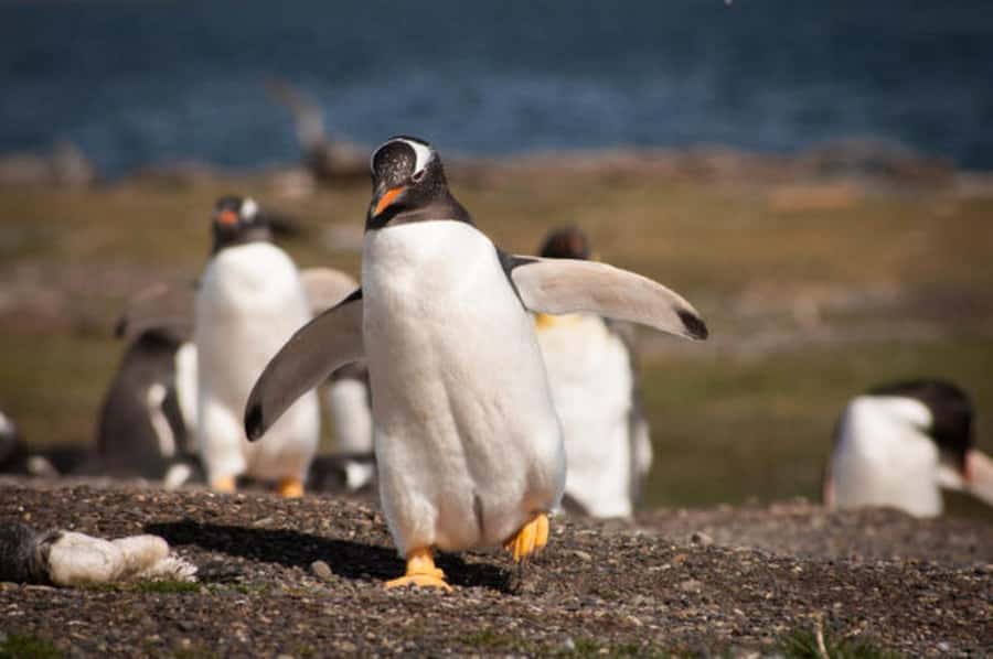 Ushuaia: Beagle Channel and Penguin Island - Key points at a glance