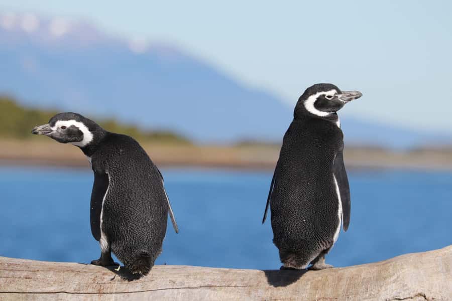 Ushuaia: Beagle Channel and Penguin Island - Bird Island and Sea Lions Island