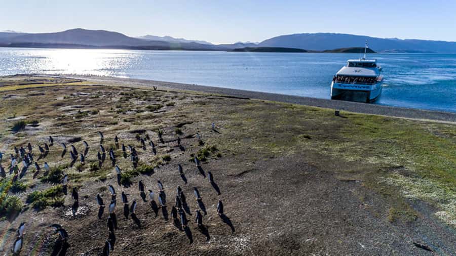 Ushuaia: Beagle Channel and Penguin Island - Choosing morning or afternoon