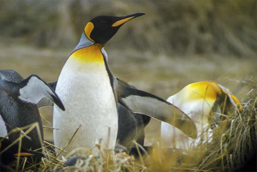 Ushuaia: Beagle Channel Boat Tour and Penguin Experience - Walking among the penguins on Martillo Island