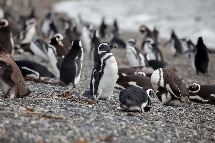 Ushuaia: Beagle Channel Boat Tour and Penguin Experience - The Beagle Channel cruise and its best sights