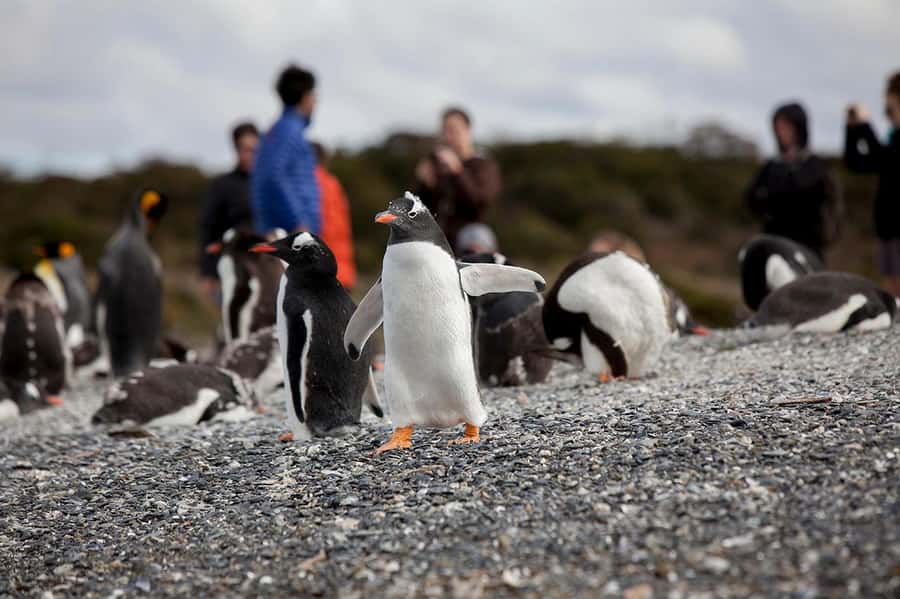 Ushuaia: Beagle Channel Boat Tour and Penguin Experience - How the day is organized when the order changes