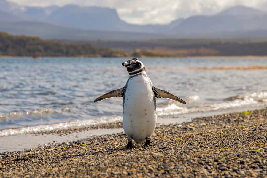 Ushuaia: Beagle Channel Boat Tour and Penguin Experience - Is $449 a fair price?