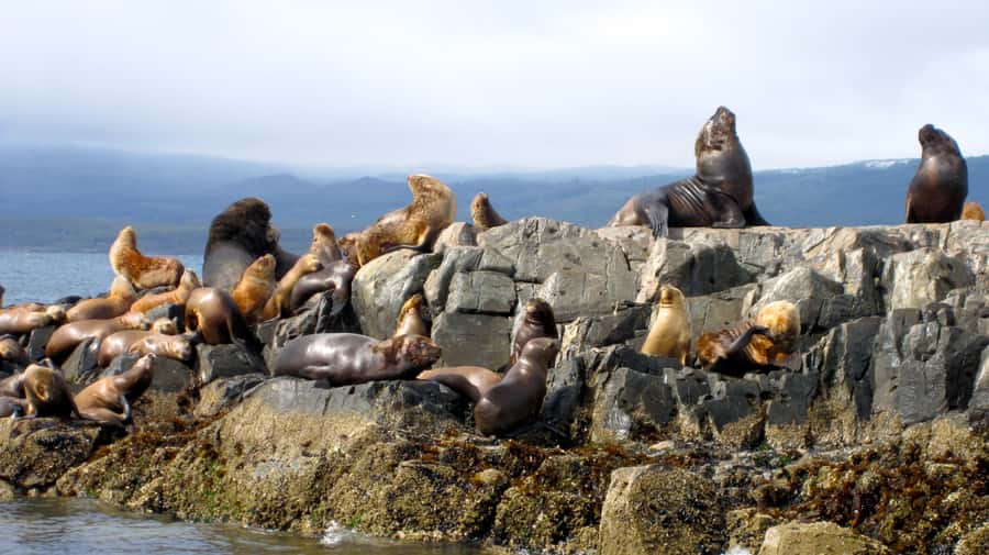 Ushuaia: Beagle Channel Boat Tour and Penguin Experience - The journey from Ushuaia to Harberton Ranch