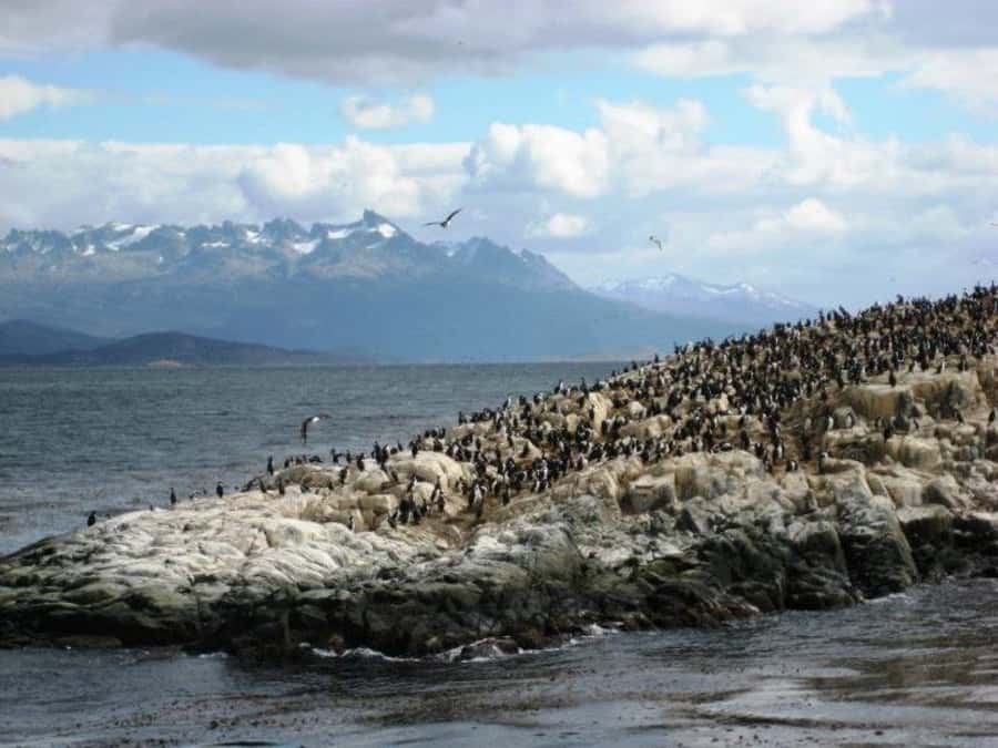 Ushuaia: Beagle Channel, Seal Island & Bridges Islands Tour - Who should book this Ushuaia cruise