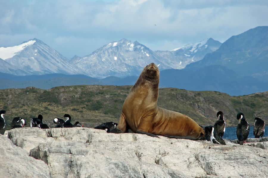 Ushuaia: Beagle Channel, Seal Island & Bridges Islands Tour - Bird Island and the Beagle Channel’s seabirds