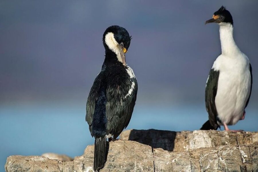 Ushuaia: Beagle Channel, Seal Island & Bridges Islands Tour - Returning through Paso Chico