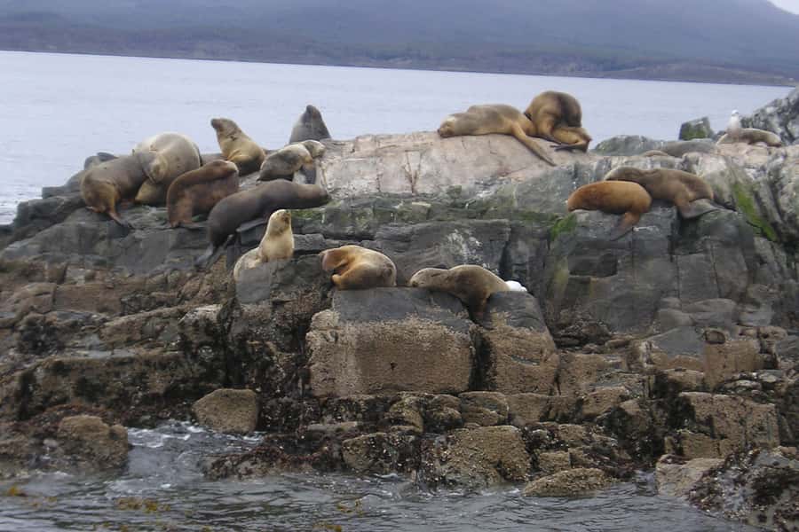 Ushuaia: Beagle Channel, Seal Island & Bridges Islands Tour - Weather, clothing, and changes to the route