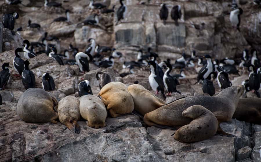 Ushuaia: Catamaran Sailing to Penguin Island - Key points to know before booking