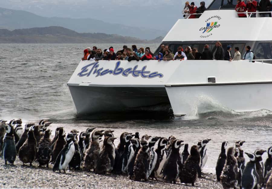 Ushuaia: Penguin Watching Tour by Catamaran - Why Martillo Island Makes This Ushuaia Cruise Worthwhile
