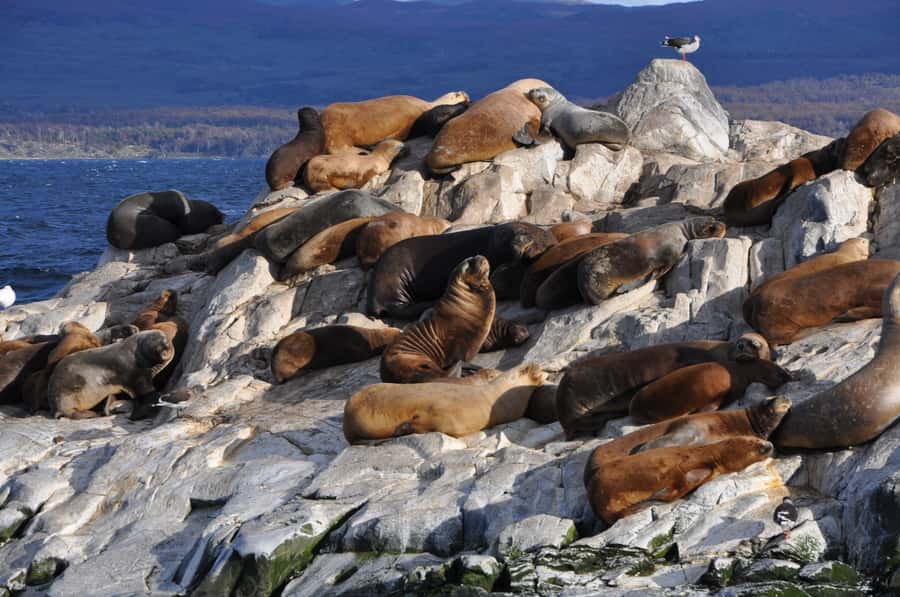 Ushuaia: Penguin Watching Tour by Catamaran - How the $180 Price Measures Up