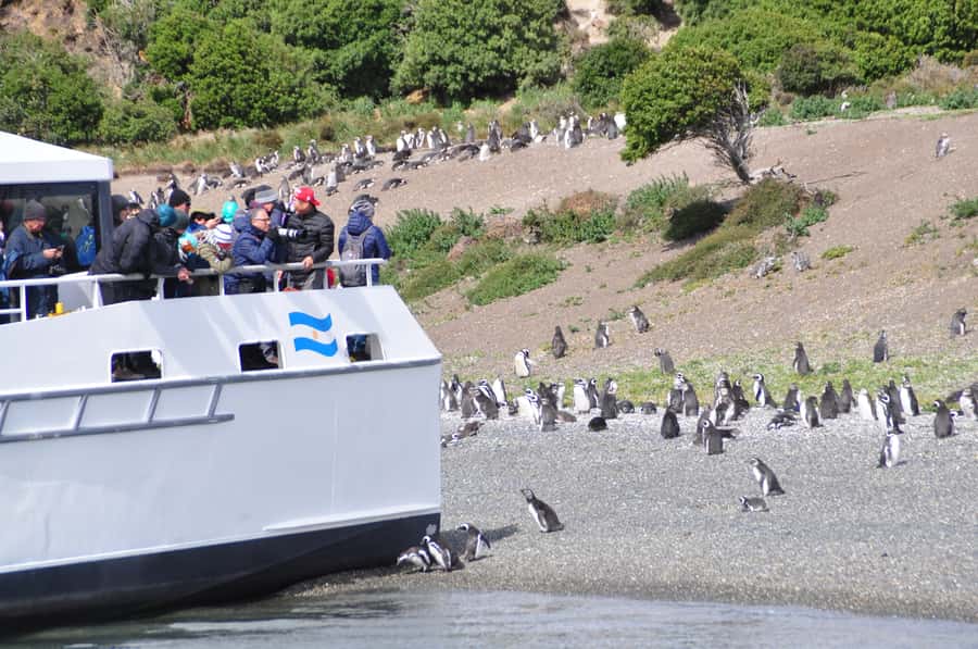 Ushuaia: Penguin Watching Tour by Catamaran - Bird Island and the First Wildlife Views