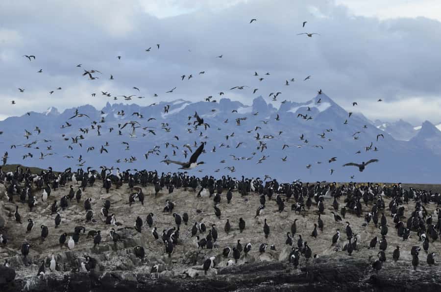 Ushuaia: Penguin Watching Tour by Catamaran - Guide Commentary and Language Support