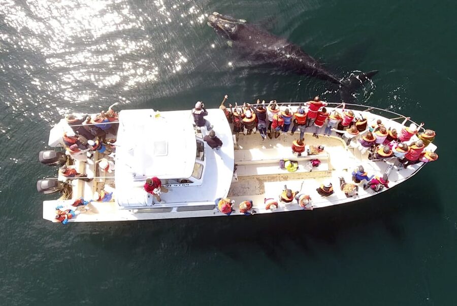 Valdes Peninsula: Full Day with Whale Watching - Key points to know before booking