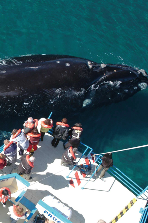 Valdes Peninsula: Full Day with Whale Watching - Puerto Pirámides and the first wildlife outing