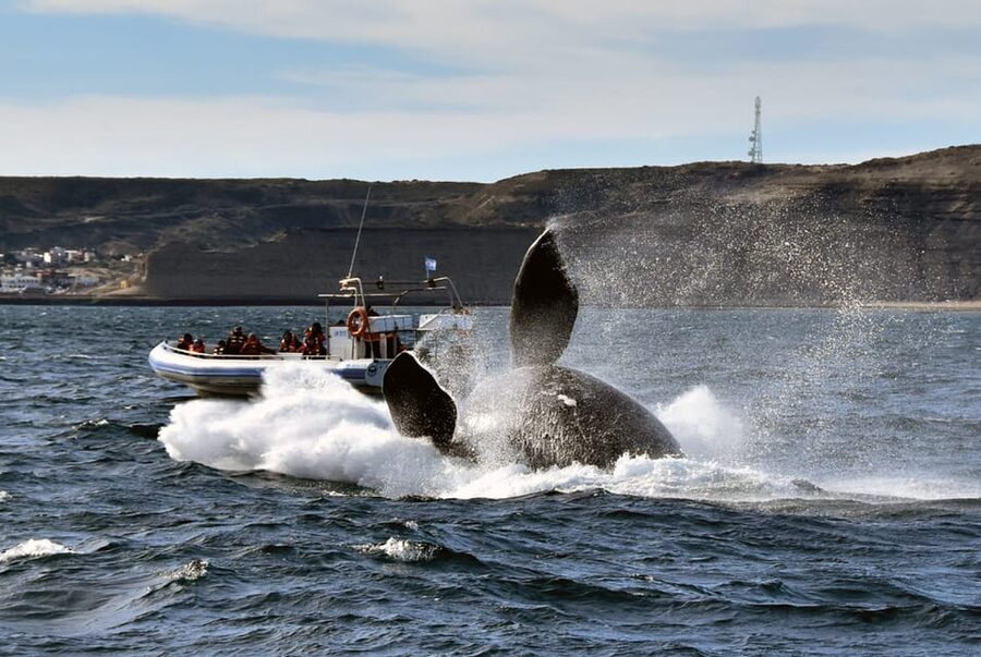 Valdes Peninsula: Full Day with Whale Watching - Caleta Valdés and the elephant seals