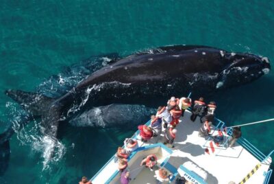 Valdes Peninsula: Full Day with Whale Watching