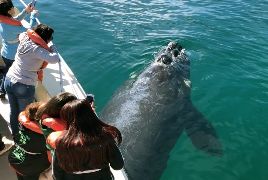 Valdes Peninsula: Full Day with Whale Watching - Punta Norte, depending on the day