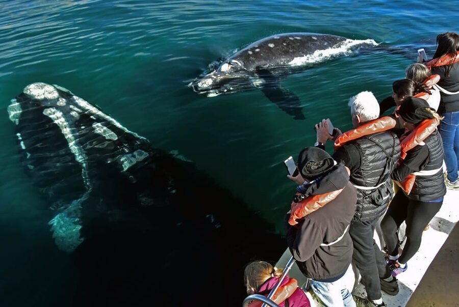 Valdes Peninsula: Full Day with Whale Watching - What the $298 price really buys