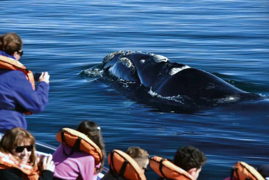 Valdes Peninsula: Full Day with Whale Watching - Pickup, timing, and physical demands