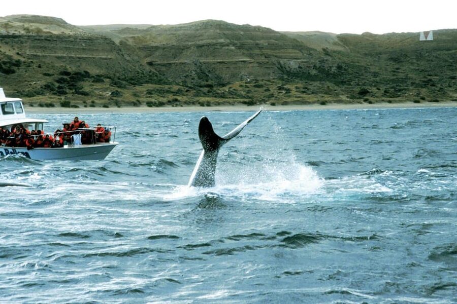 Valdes Peninsula: Full Day with Whale Watching - Who should book this Valdés Peninsula tour?